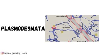 Plasmodesmata  Malayalam  Structure amp Functions Of Plasmodesmata  CU  Mg  Kerala  Kannur  Bot [upl. by Arhas681]