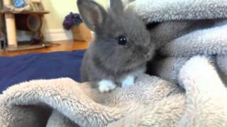 Cute Baby Bunny Rabbit RESCUED So Adorable Exploring blanket in bedroom [upl. by Relluf]