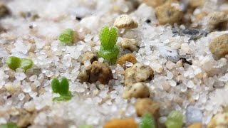 HOW TO GROW BUNNY SUCCULENT  MONILARIA MONILIFORMIS  FROM SEEDS I bernee bee [upl. by Prudence]