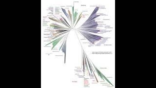 Aula complementar Sistemática Filogenética e Evolução [upl. by Smail]