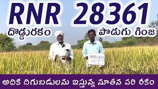 RNR 28361 paddy seeds  best paddy seeds  top paddy seeds [upl. by Akerehs]