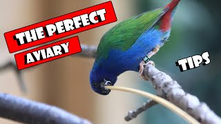 Building The Perfect AVIARY [upl. by Ocirnor478]