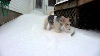 Wire Haired Fox Terrier Katie in the Snow [upl. by Siramed]