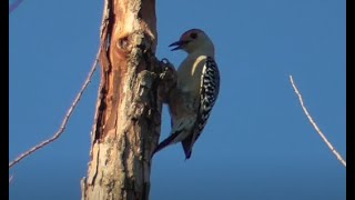 Redbellied woodpecker amp Flycatchers birds woodpeckers birding birdwatching [upl. by Ynabe199]