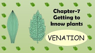 Venation of leaf  Chapter7  Getting to know Plants  Science  Class 6 [upl. by Aicelf460]