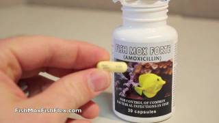 Fish Mox Forte 500 mg Amoxicillin Fish Antibiotic [upl. by Ardnoid]