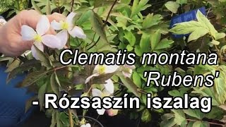 Clematis montana Rubens  Rózsaszín iszalag [upl. by Rod]