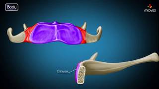 Hyoid bone osteology  Gross anatomy  Attachments  Movements  Clinical significance  USMLE [upl. by Rephotsirhc457]