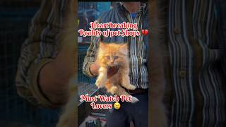 Must Watch Video Before Buying A Pet 💔  Sad Reality Of Pet Shops  lal Qila Pet Market amp Cheap Cat [upl. by Lehcim]