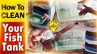 How to clean your aquarium fish tank [upl. by Mide]