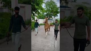 Horse training • shortvideo shortvideo shorts viral horse horseracing youtubeshorts [upl. by Euphemia]