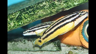 Julidochromis ornatus Uvira [upl. by Nylhsoj]