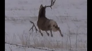 Mule deer buck with droptine shedding antlers on film a must see [upl. by Iral]