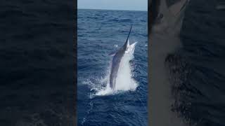 Granders on the GBR 🤯 marlin gbr fishing marlinfishing [upl. by Irrahs]