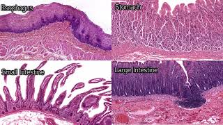 Digestive System Histology  Review and Practice [upl. by Iramo552]