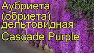 Аубриета дельтовидная Каскад Пурпл Краткий обзор описание aubrieta deltoidea Cascade Purple [upl. by Virg]