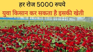 फूल बेचकर कमा रहा है 150000 महीना का 🌷🤯👌 The King of Floriculture  Raju hr vlog [upl. by Akfir]