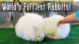 Worlds Fluffiest Rabbits [upl. by Nakhsa]