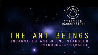 The Ant Beings  Incarnated Ant Being Starseed Introduces Himself [upl. by Bowrah]