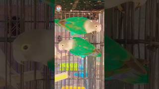 Love Birds birds parrot lovebird breeding cage youtube viral shorts [upl. by Doig]