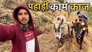 छोटे खेतों में हल लगाना बहुत मुश्किल होता हैं  village lifestyle vlog  sj family vlog  Sujan [upl. by Oletta]