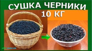 Сушка черники – 10 кг [upl. by Emanuela]