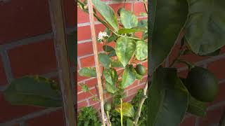 Growing lemon tree in pot 🍋 lemontree lemonfruits lemon garden mybackyard [upl. by Other]