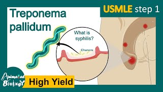 Treponema Pallidum  syphilis  Pathogenesis mechanism and treatment for Treponema  USMLE Step 1 [upl. by Lia]