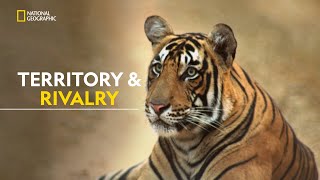 Legacy of the Queen Tiger  Clash Of Tigers  हिंदी  Full Episode  S1  E1  Nat Geo Wild [upl. by Presley]