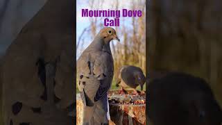 mourning dove call mourningdove nostalgia birdsounds nature wildlife nostalgic [upl. by Drandell]