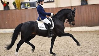 Escamillo M first test Escolar x Rohdiamant approved stallion [upl. by Grazia]