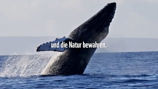 Klima schützen Leben retten  WWF Deutschland [upl. by Timi]