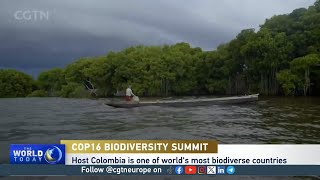 Nature survival in peril as Colombia hosts COP biodiversity summit [upl. by Elinnet359]