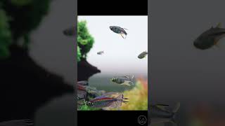 Celebes Rainbowfish [upl. by Littell427]