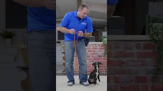 Puppy Leash Walking Training Starts With THIS [upl. by Ybot]