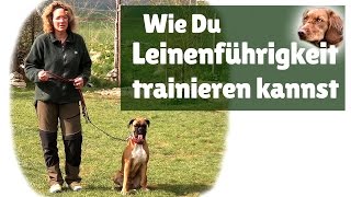 Leinenführigkeit ► Hilfe mein Hund zieht an der Leine  Leinenführigkeit trainieren [upl. by Emersen]