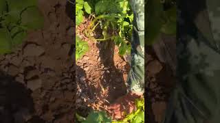 Potato digging harvesting season P5 shorts farming [upl. by Evelinn]