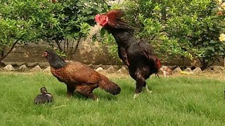 Rooster Mating Chicken  Rooster Mating Hen  Chicken Mating  Mating videos  Unique Pets World [upl. by Eiramanitsirhc]