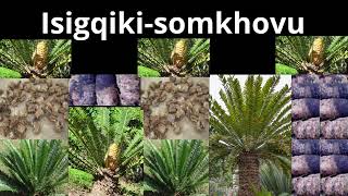 Isigqikisomkhovu Species from the Encephalartos Genus [upl. by Adeehsar]