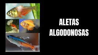 Manchas blancas algodonosas en los peces [upl. by Pennie]