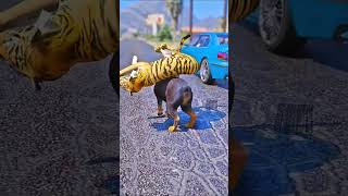 Tommy saved dying tiger life by taking him to the hospital  gta5 shorts shortsfeed love save [upl. by Lamahj]