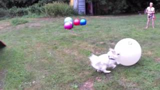 Mein lieber Hund LIVE  TreibballTraining mit Clickertraining [upl. by Amadas]