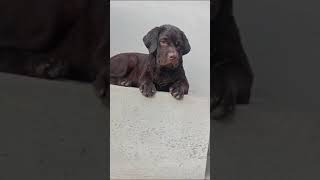 Labrador puppy available in jaigaon labrador labradorpuppy labradorlovers shorts fyp foryou [upl. by Anneuq]