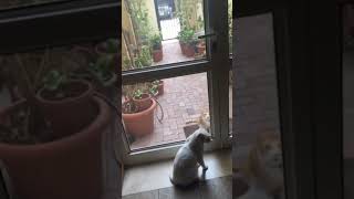 Lovers quarrel 🤭 funny funnyanimals FunnyCats funnyvideo shorts catlover [upl. by Indihar]