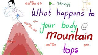 How your Body Changes at High Altitudes  OxygenDissociation Curve  Biology [upl. by Allicirp794]