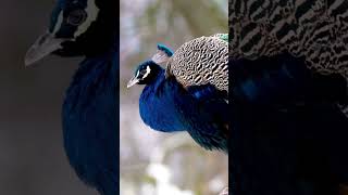 Marvels of the Avian World Fascinating Facts About Peacocks [upl. by Adile694]