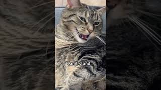 Penny got surprised Penny the talking catsinging cat aymieandgracie tiktok [upl. by Innavoeg]