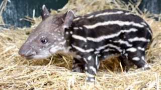 Endangered Tapirs First Words [upl. by Rox801]