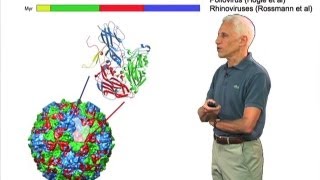 Picornaviruses  Stephen Harrison HarvardHHMI [upl. by Eanehs]