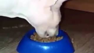 Sphynx cat violently eats food ORIGINAL [upl. by Marucci]